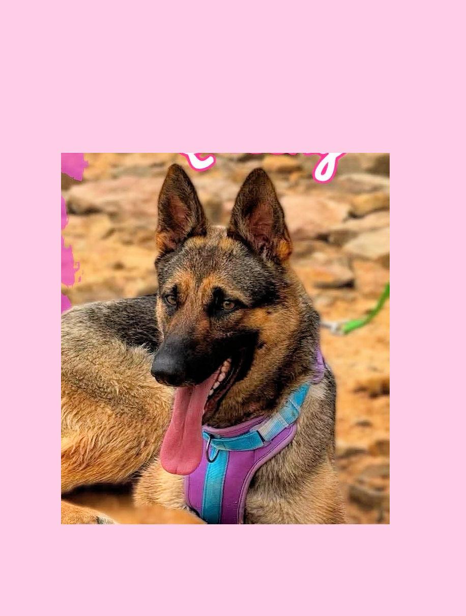 Queenie, ADOPTABLE, Young Female German Shepherd Dog.