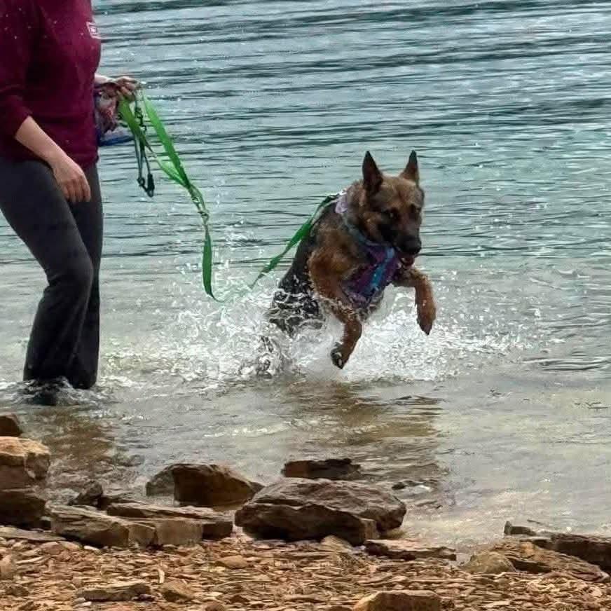 Enlarge Queenie, a ADOPTABLE German Shepherd Dog in Lake Geneva, WI image 2/6