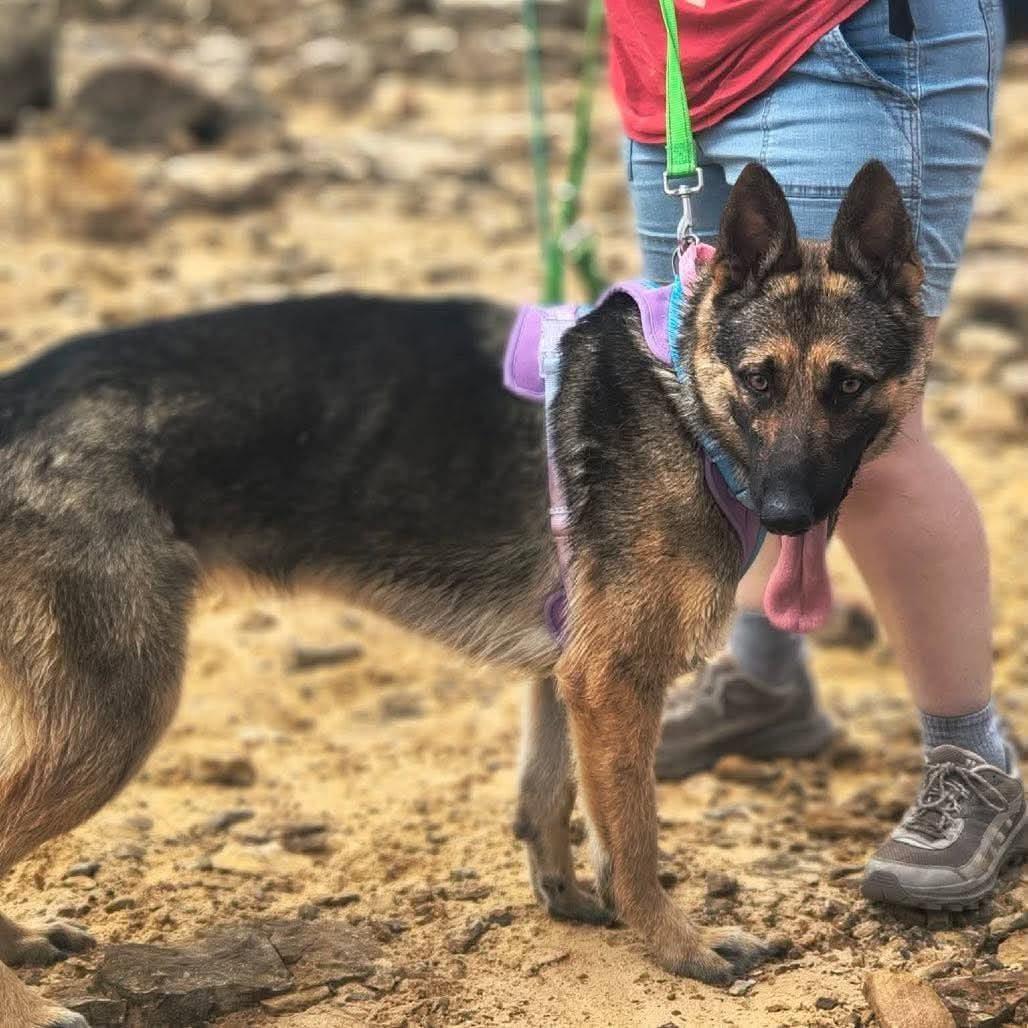 Enlarge Queenie, a ADOPTABLE German Shepherd Dog in Lake Geneva, WI image 5/6