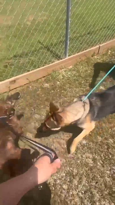 Enlarge Queenie, a ADOPTABLE German Shepherd Dog in Lake Geneva, WI video 6/6