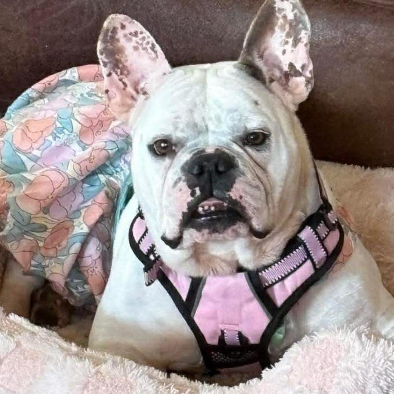 2146 Cookie, adopted, Adult Female French Bulldog & English Bulldog.