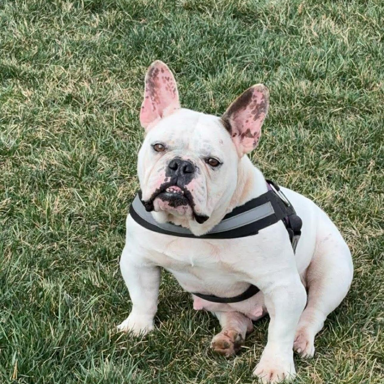 2146 Cookie, an adopted mixed breed in Springfield, MO image 3/5