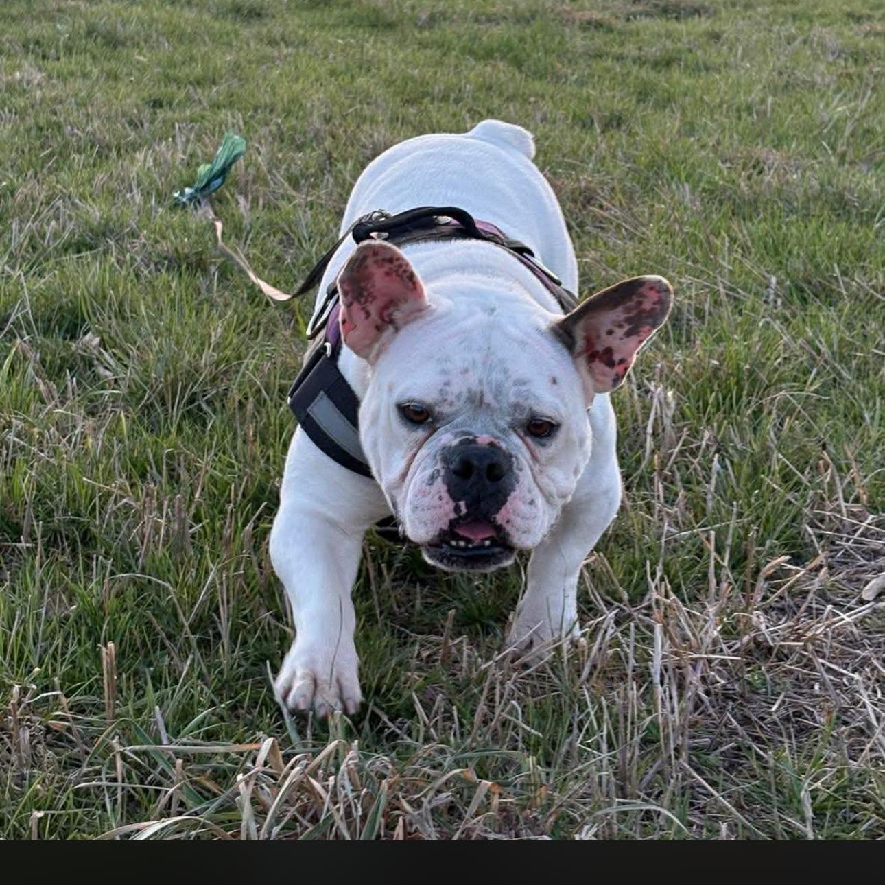 2146 Cookie, an adopted mixed breed in Springfield, MO image 4/5