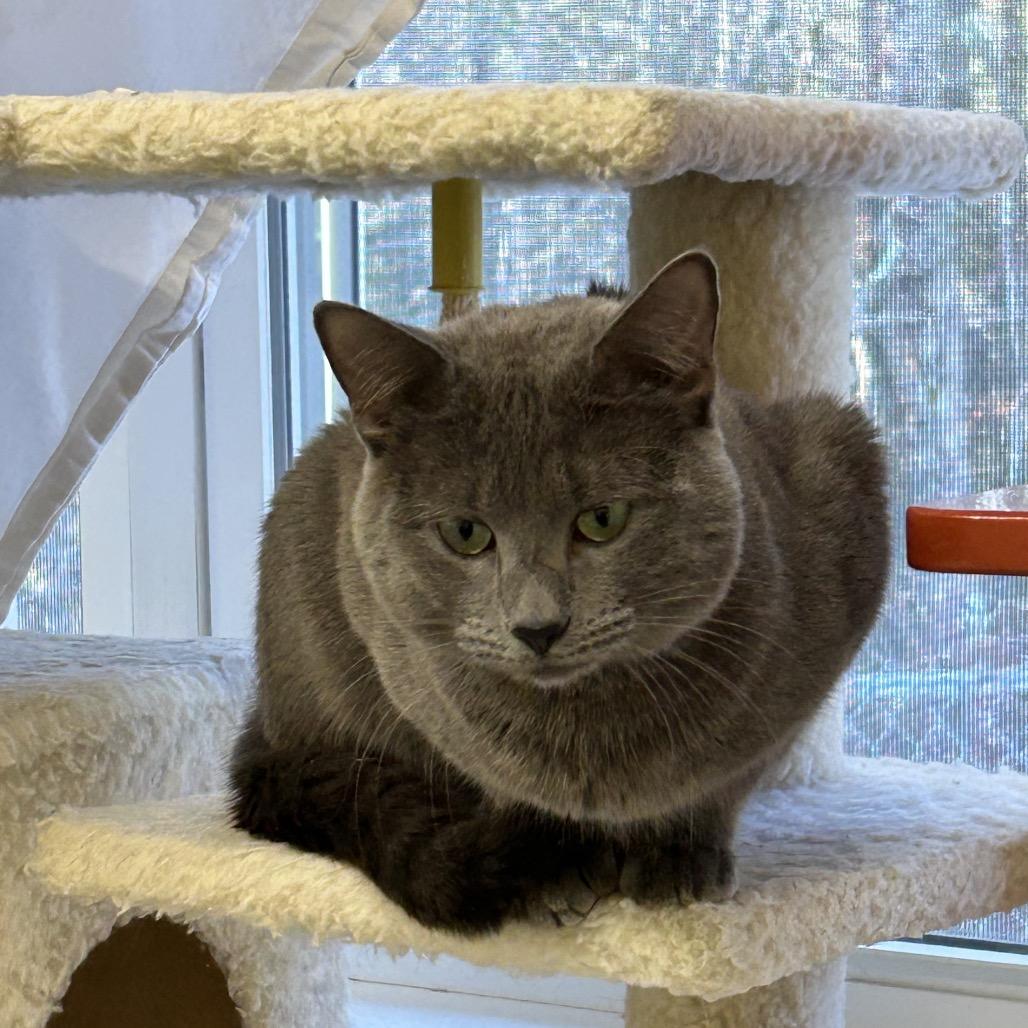 Enlarge Archie, a Adoptable Domestic Medium Hair in Bedford, NH image 1/4