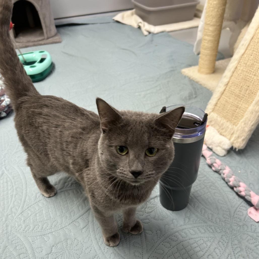 Enlarge Archie, a Adoptable Domestic Medium Hair in Bedford, NH image 2/4