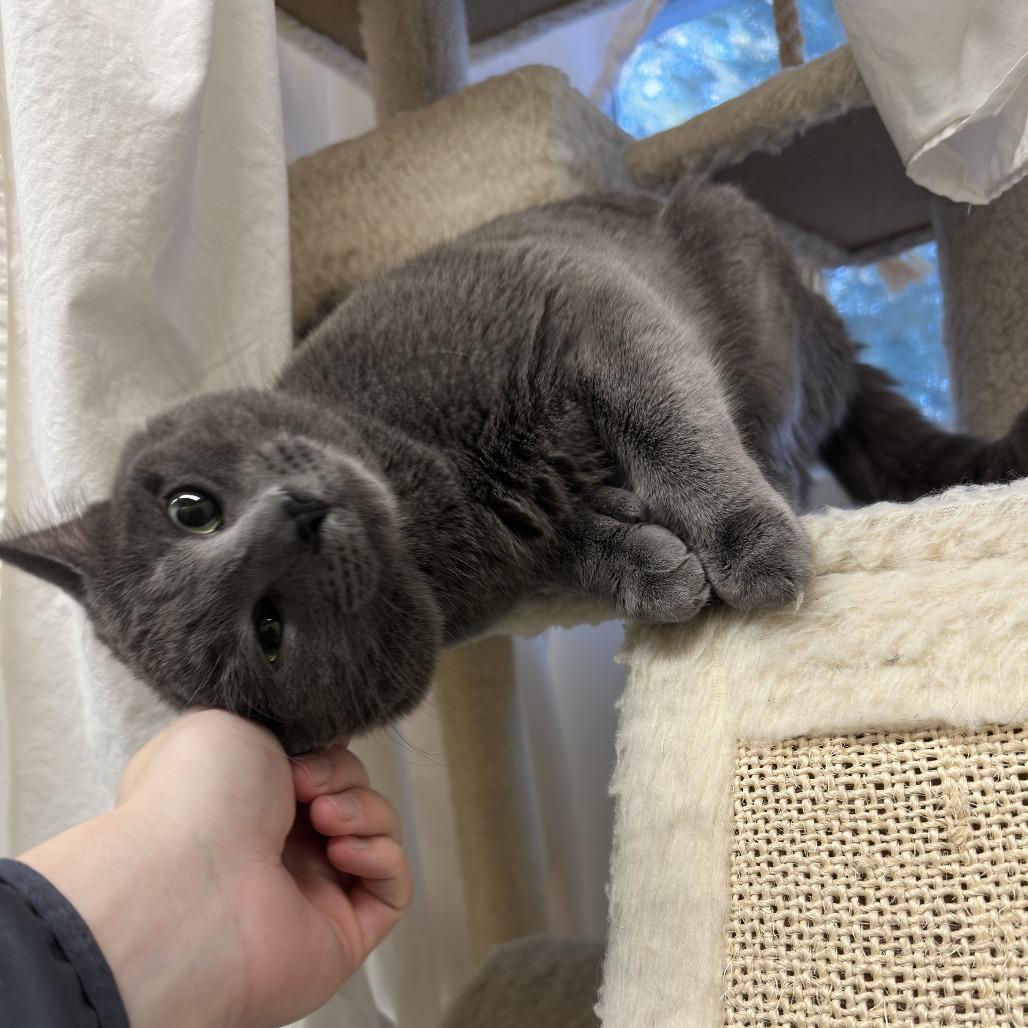 Enlarge Archie, a Adoptable Domestic Medium Hair in Bedford, NH image 3/4