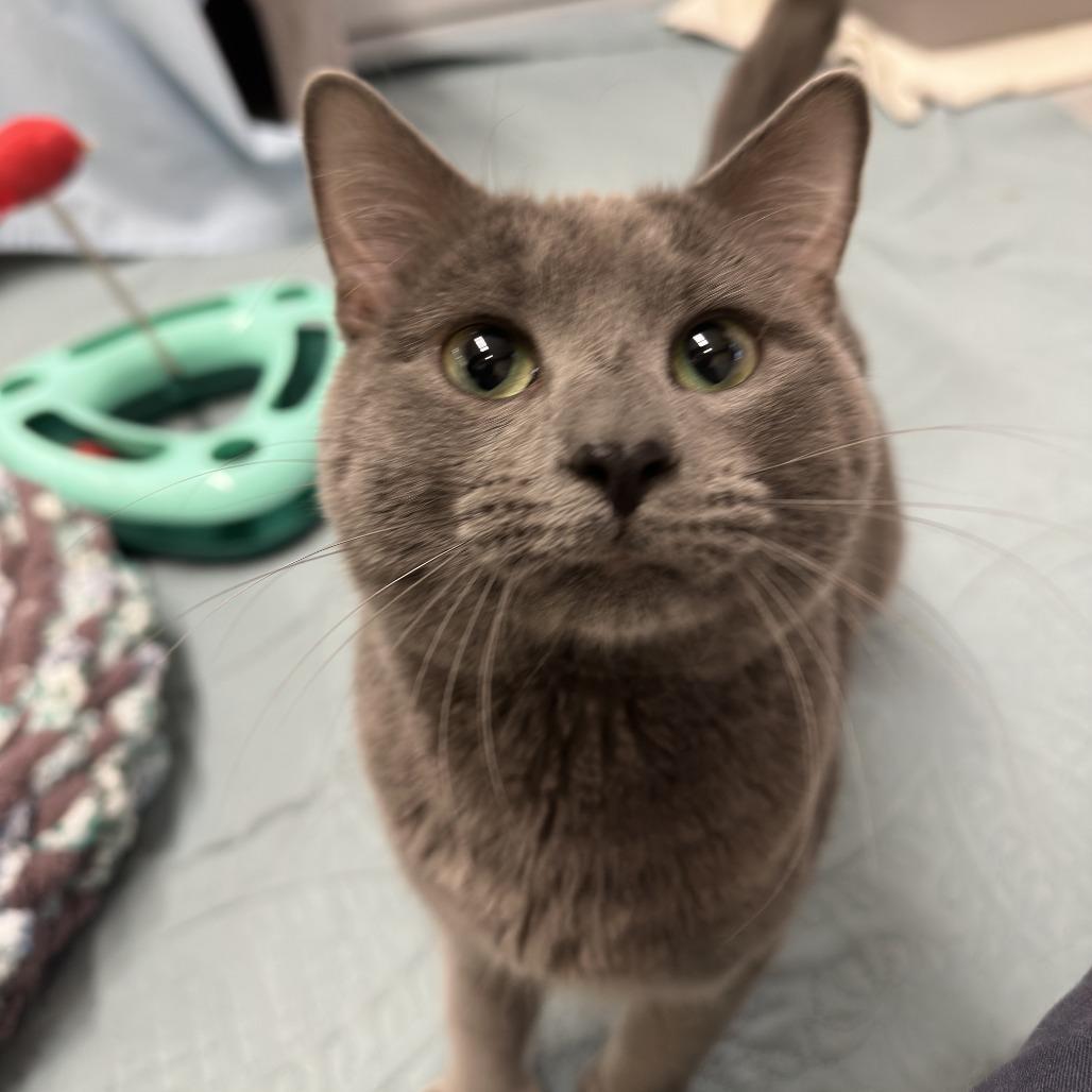 Enlarge Archie, a Adoptable Domestic Medium Hair in Bedford, NH image 4/4