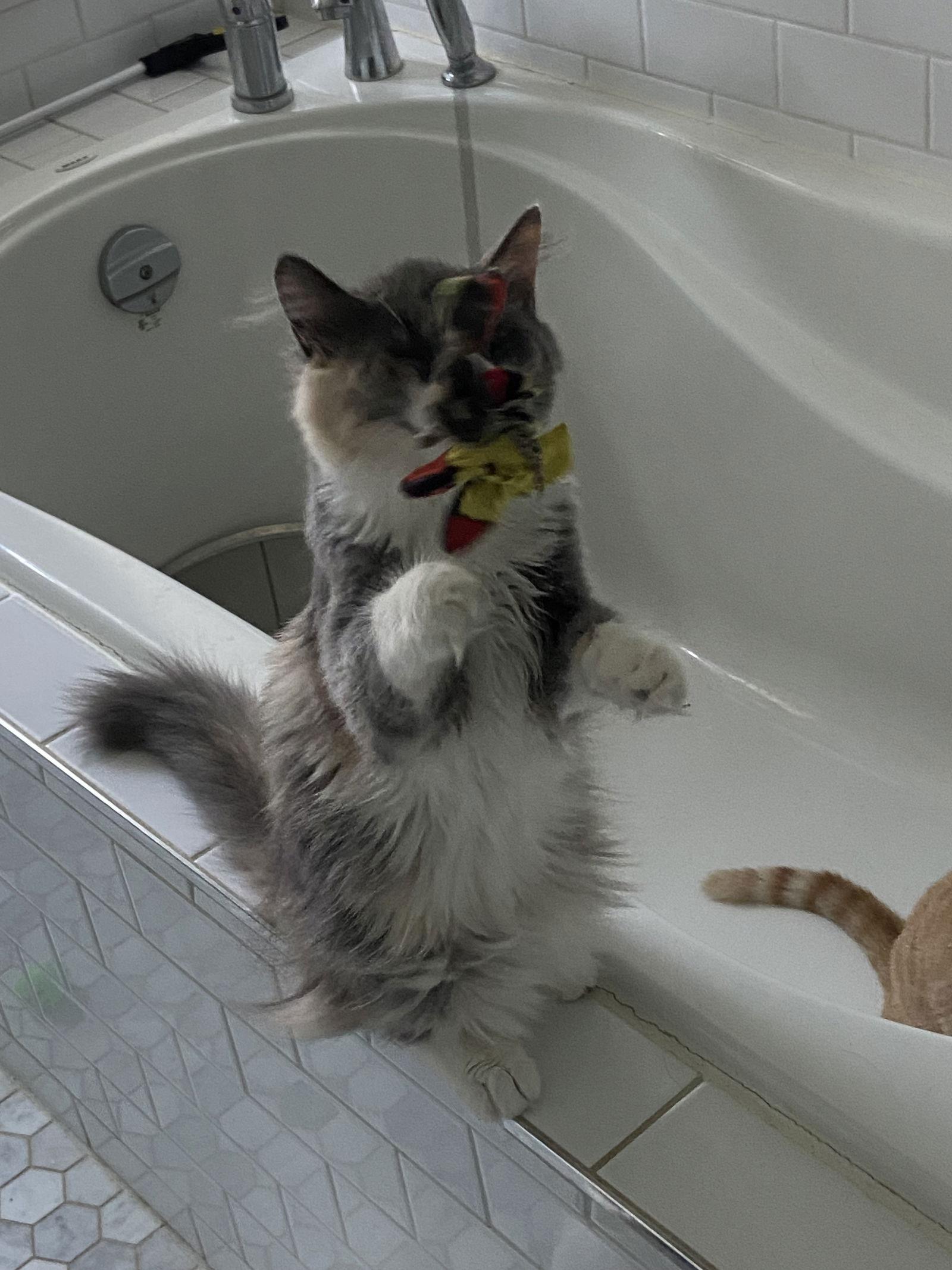 Duchess, Adopted, Young Female Domestic Long Hair.