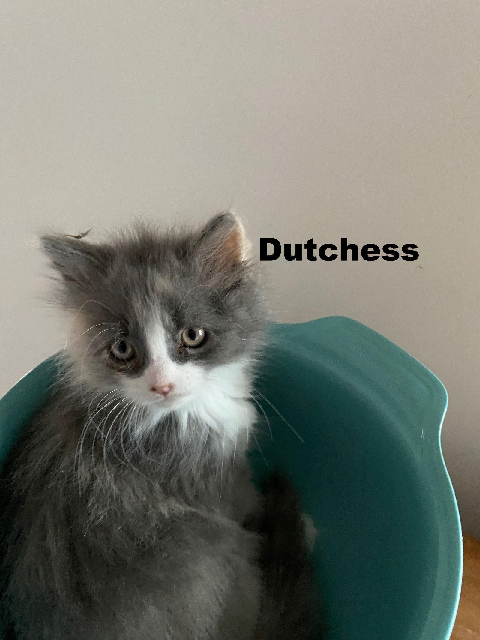 Enlarge Duchess, a Adopted Domestic Long Hair in Markham, ON image 3/3