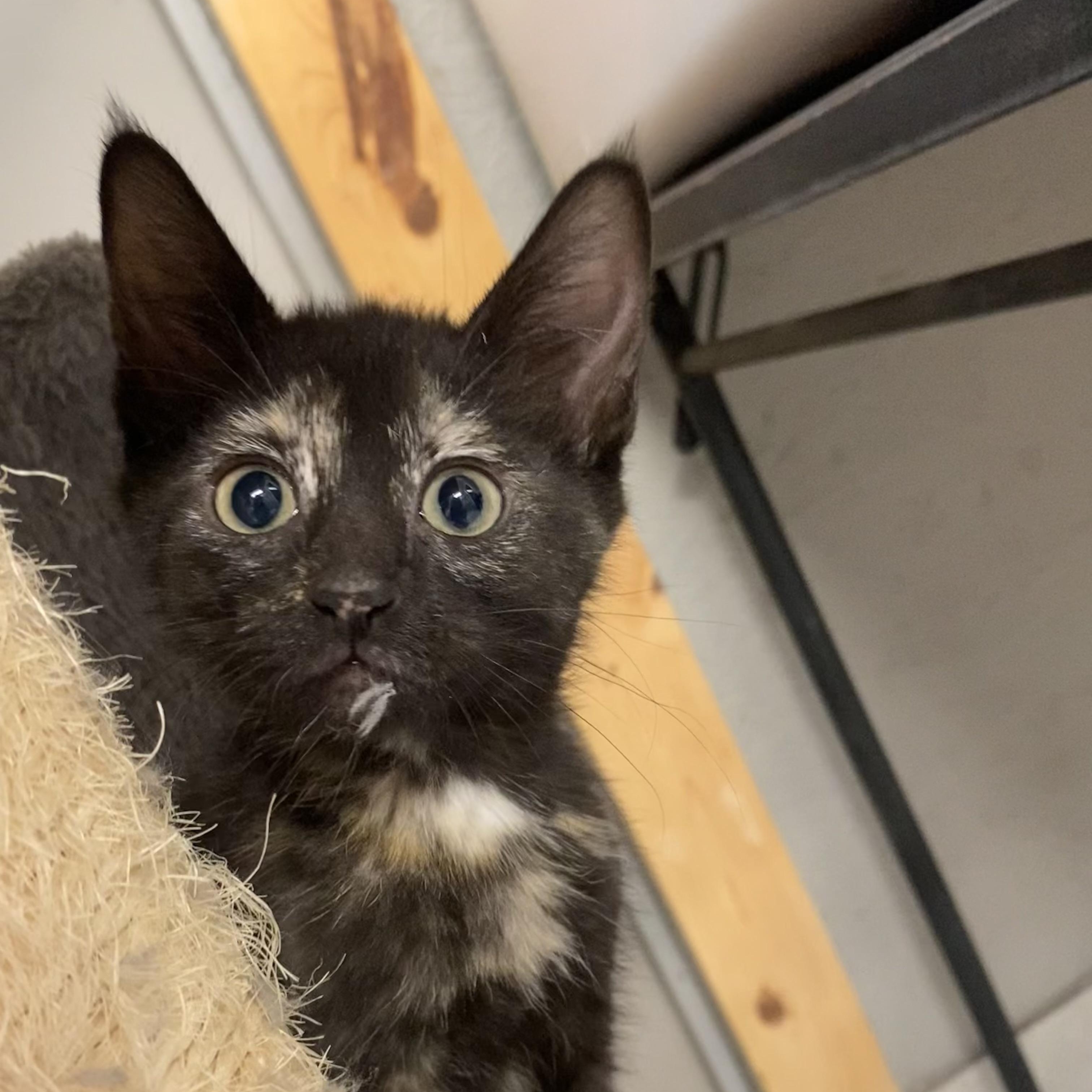 McKenzie, a Adoptable Tortoiseshell in Portland, OR image 1/3