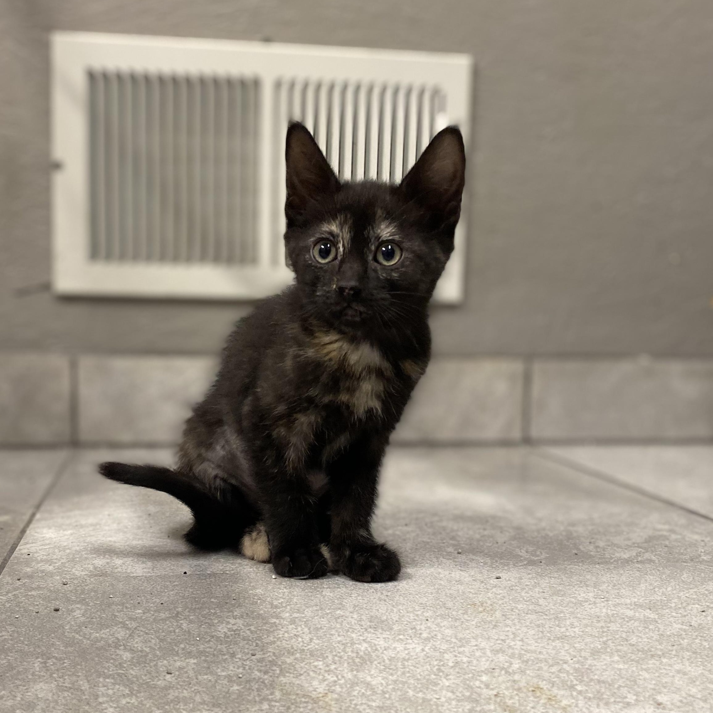 McKenzie, a Adoptable Tortoiseshell in Portland, OR image 3/3