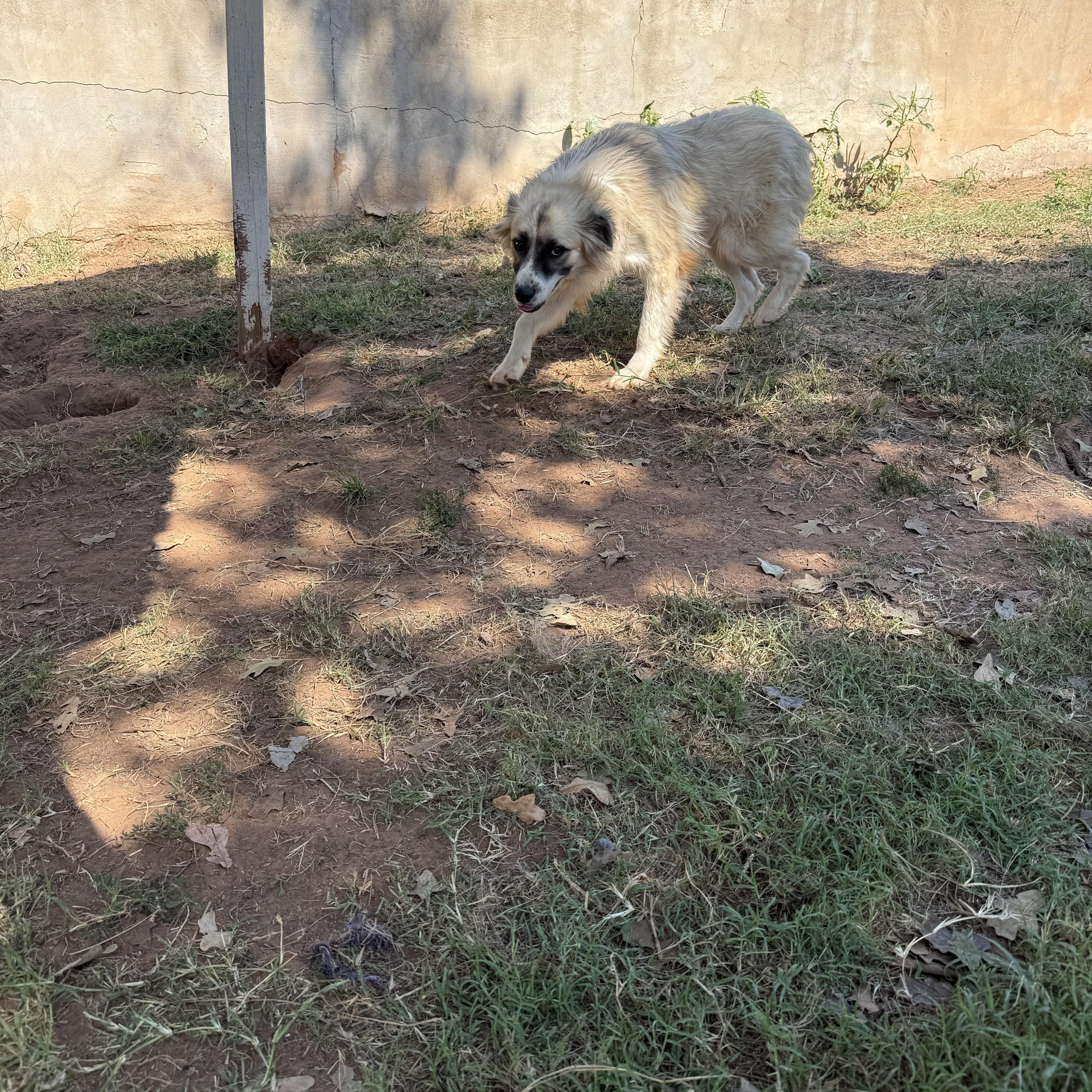 Johnny, Adoptable, Adult Male Mixed Breed.