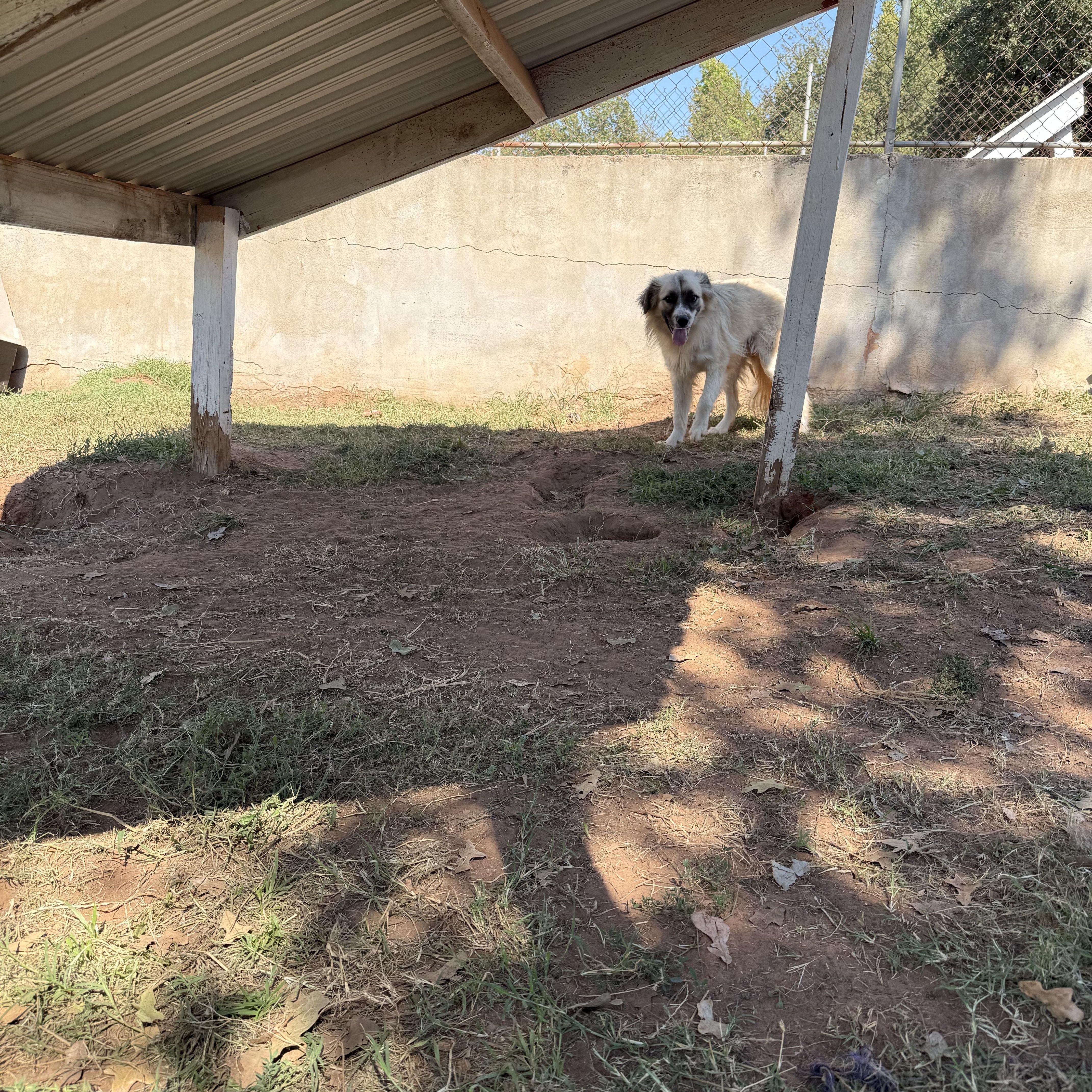 Enlarge Johnny, a Adoptable Mixed Breed in Guthrie, OK image 2/4