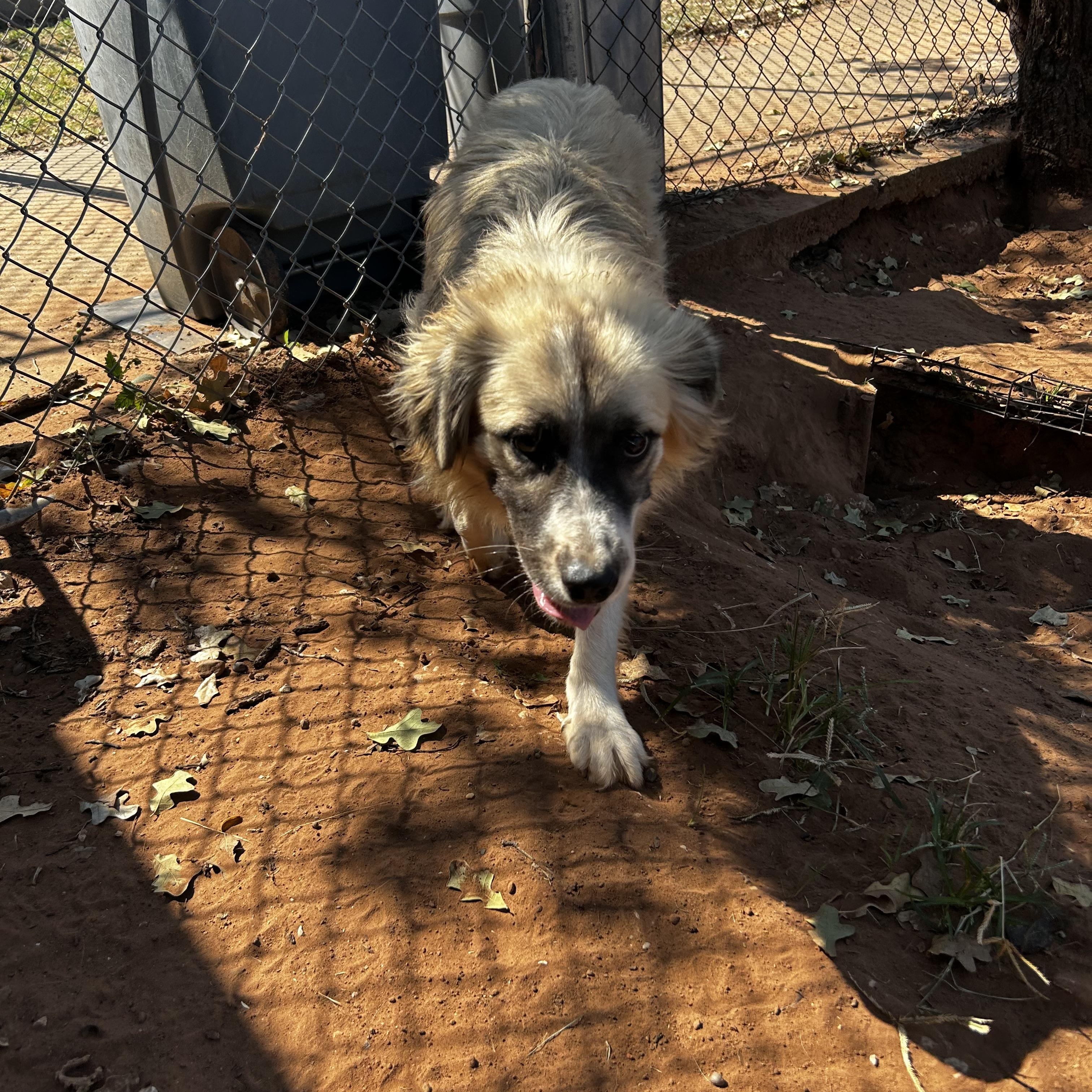 Enlarge Johnny, a Adoptable Mixed Breed in Guthrie, OK image 3/4