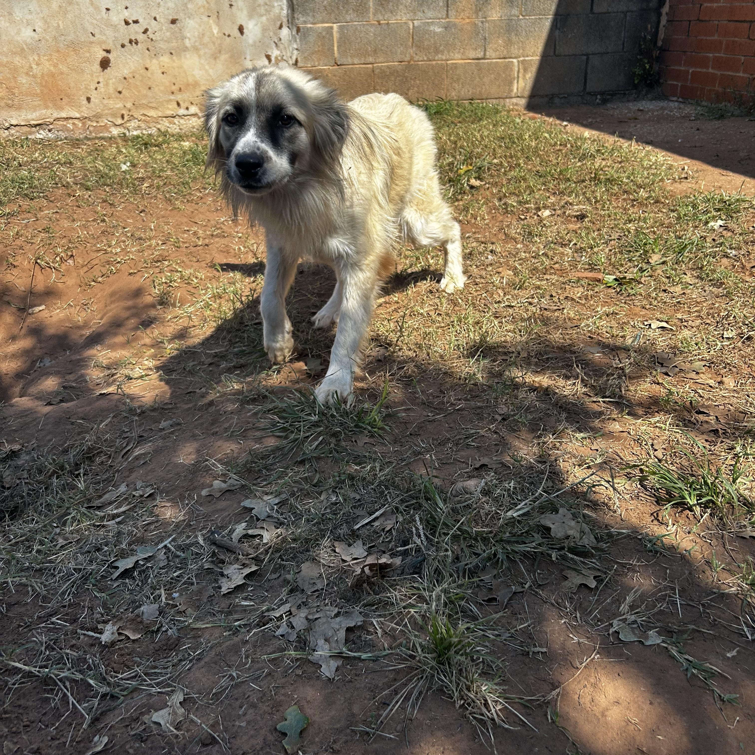 Enlarge Johnny, a Adoptable Mixed Breed in Guthrie, OK image 4/4