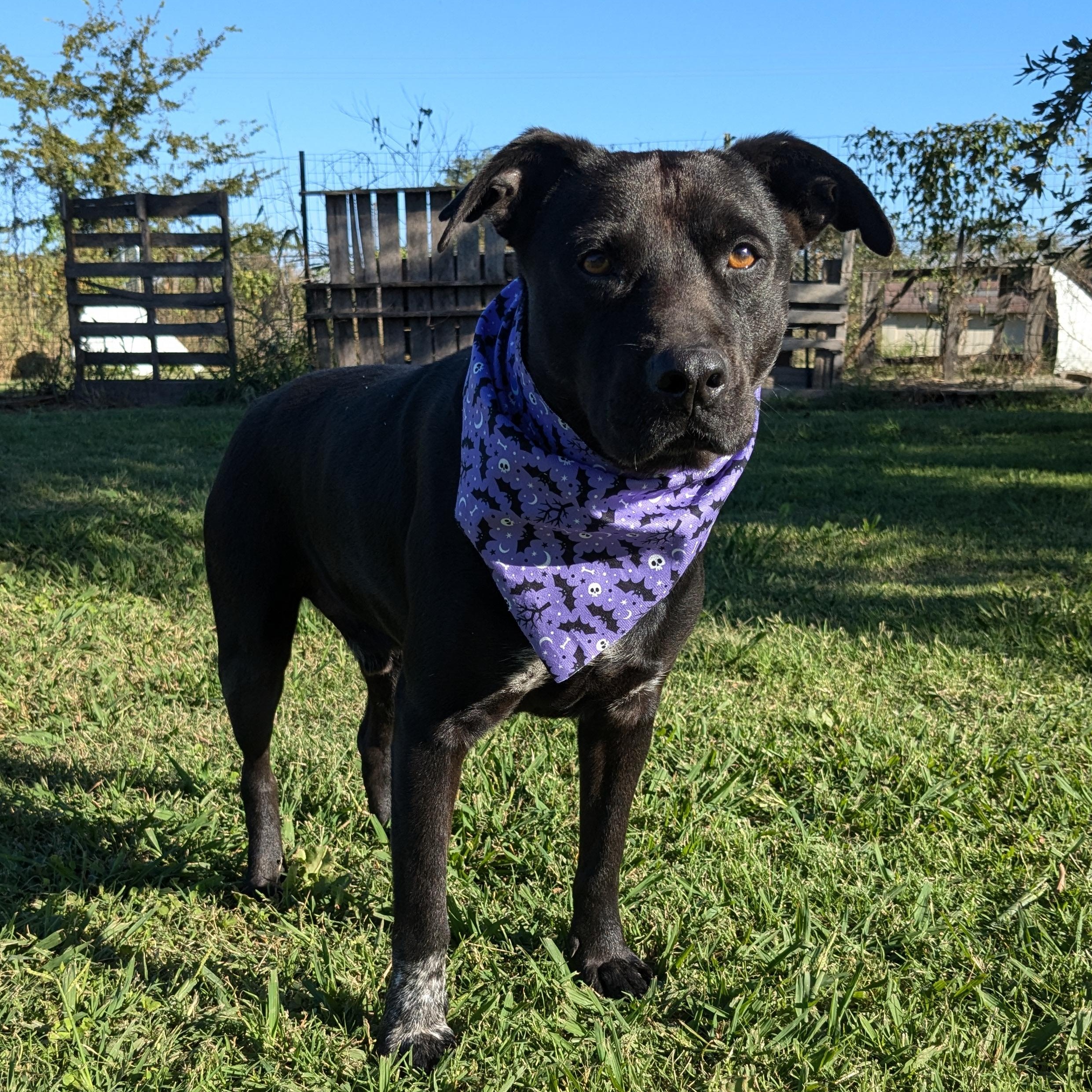 Enlarge Joker, a Adoptable mixed breed in Newport, AR image 1/5