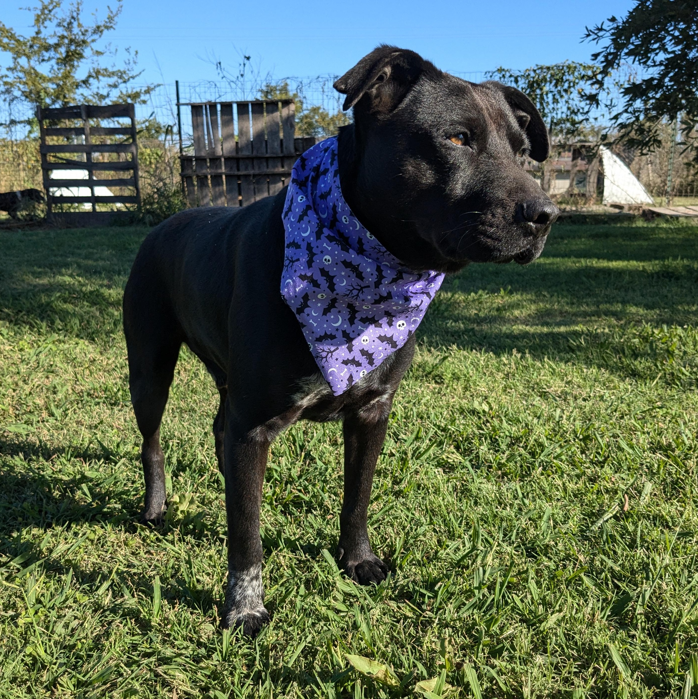 Enlarge Joker, a Adoptable mixed breed in Newport, AR image 5/5