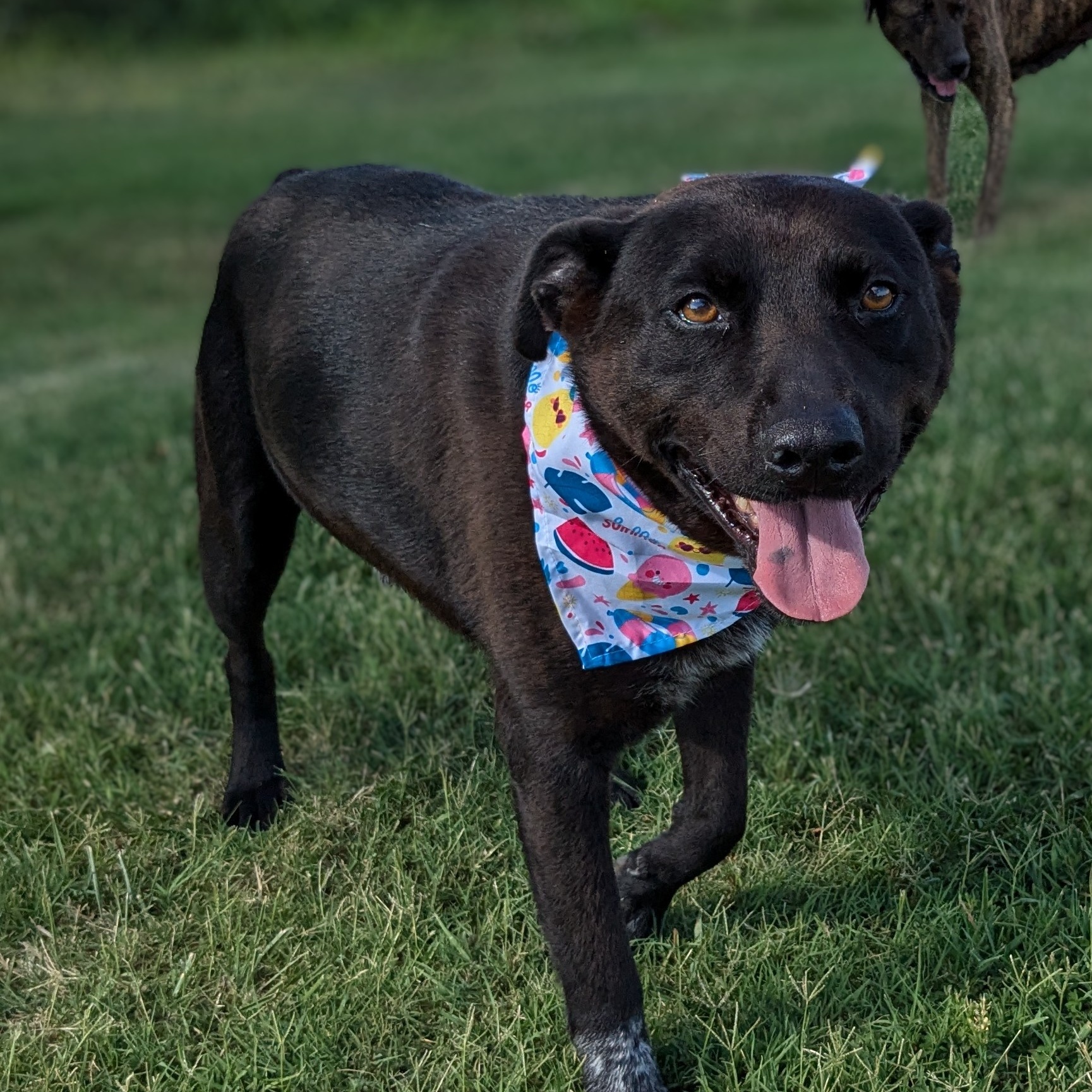 Enlarge Joker, a Adoptable mixed breed in Newport, AR image 2/5