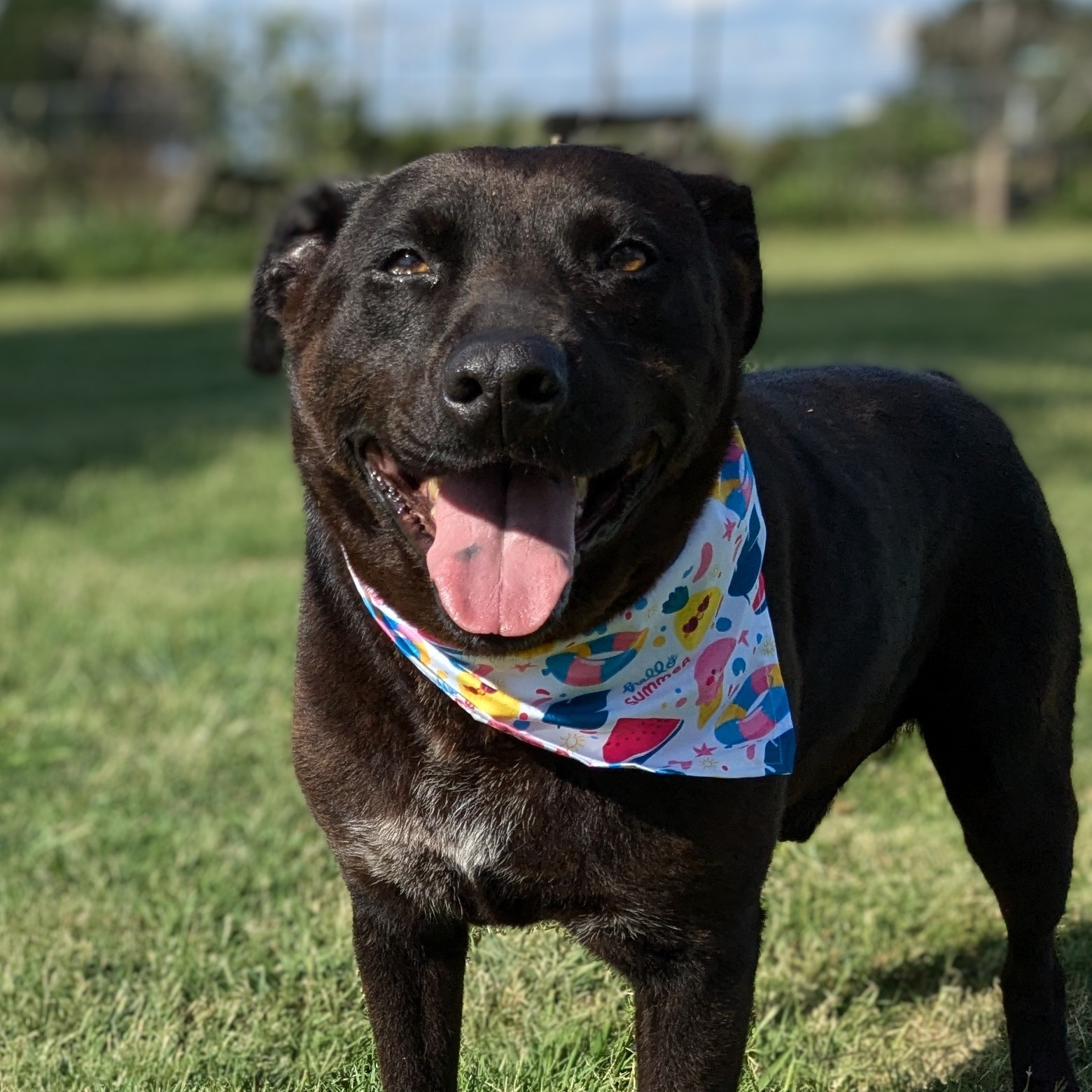 Enlarge Joker, a Adoptable mixed breed in Newport, AR image 4/5