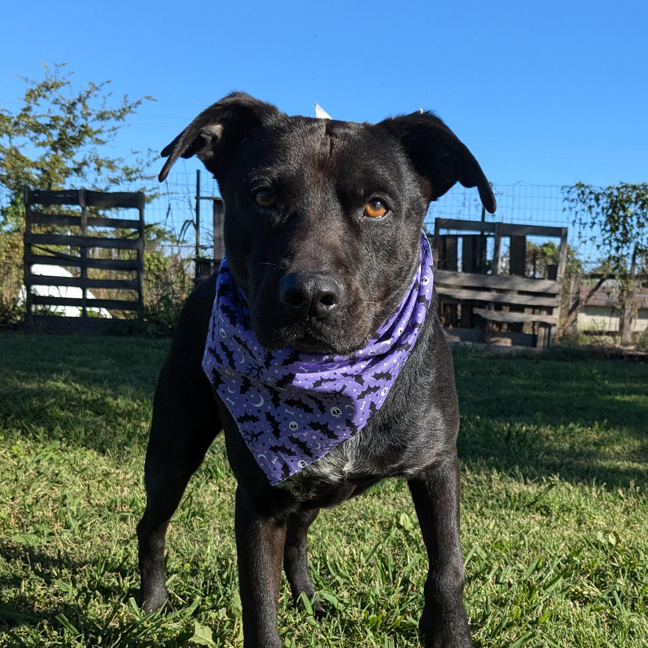 Enlarge Joker, a Adoptable mixed breed in Newport, AR image 3/5