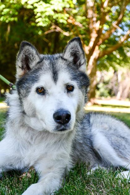 Doug, Adoptable, Adult Male Siberian Husky & Mixed Breed.