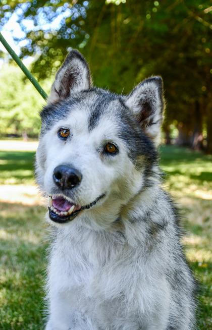 Doug, a Adoptable mixed breed in Yakima, WA image 2/3