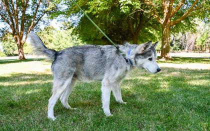 Doug, a Adoptable mixed breed in Yakima, WA image 3/3