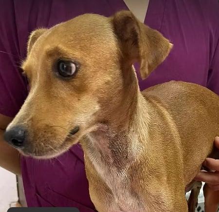 Amelia, Adult Female Mixed Breed