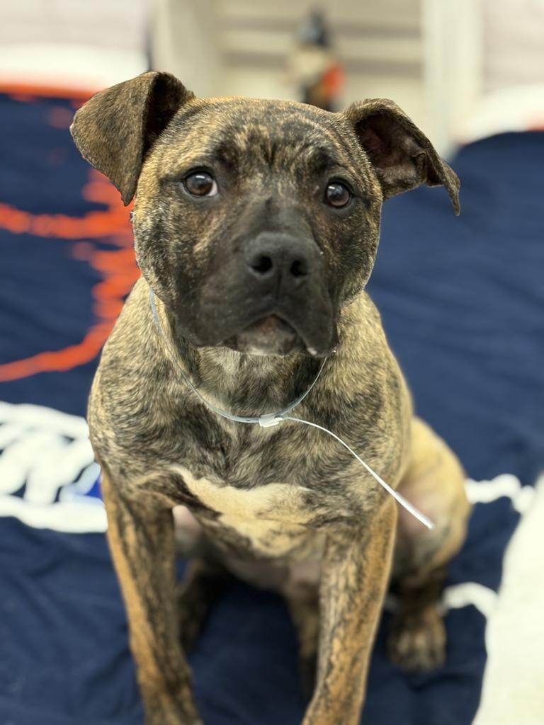 Poole, Adoptable, Puppy Male Mixed Breed.