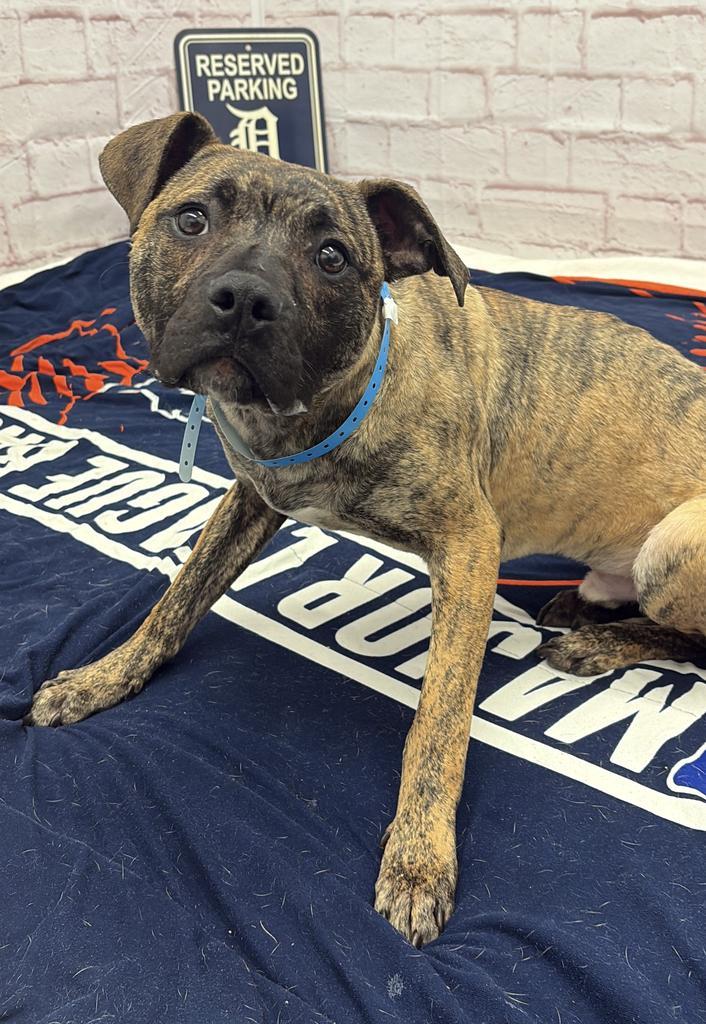 Enlarge Poole, a Adoptable mixed breed in Detroit, MI image 2/6