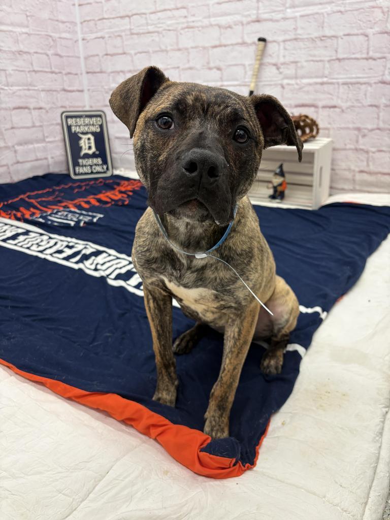 Enlarge Poole, a Adoptable mixed breed in Detroit, MI image 3/6