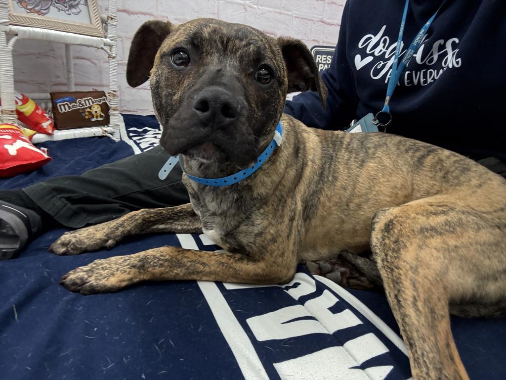 Enlarge Poole, a Adoptable mixed breed in Detroit, MI image 4/6