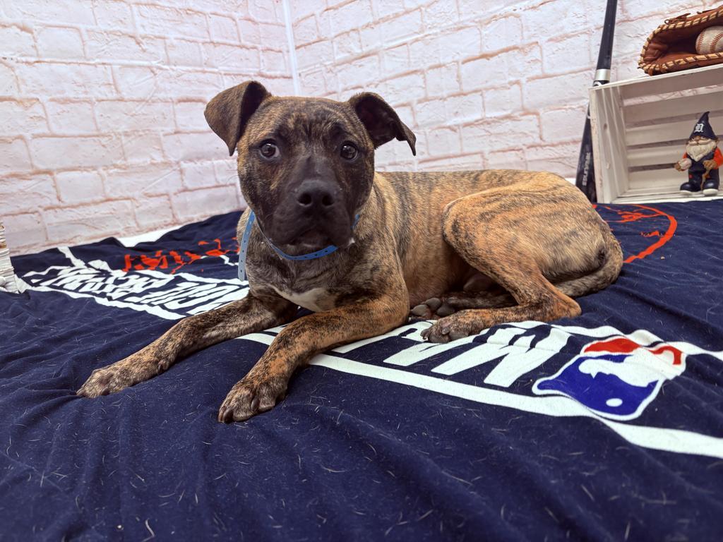 Enlarge Poole, a Adoptable mixed breed in Detroit, MI image 5/6