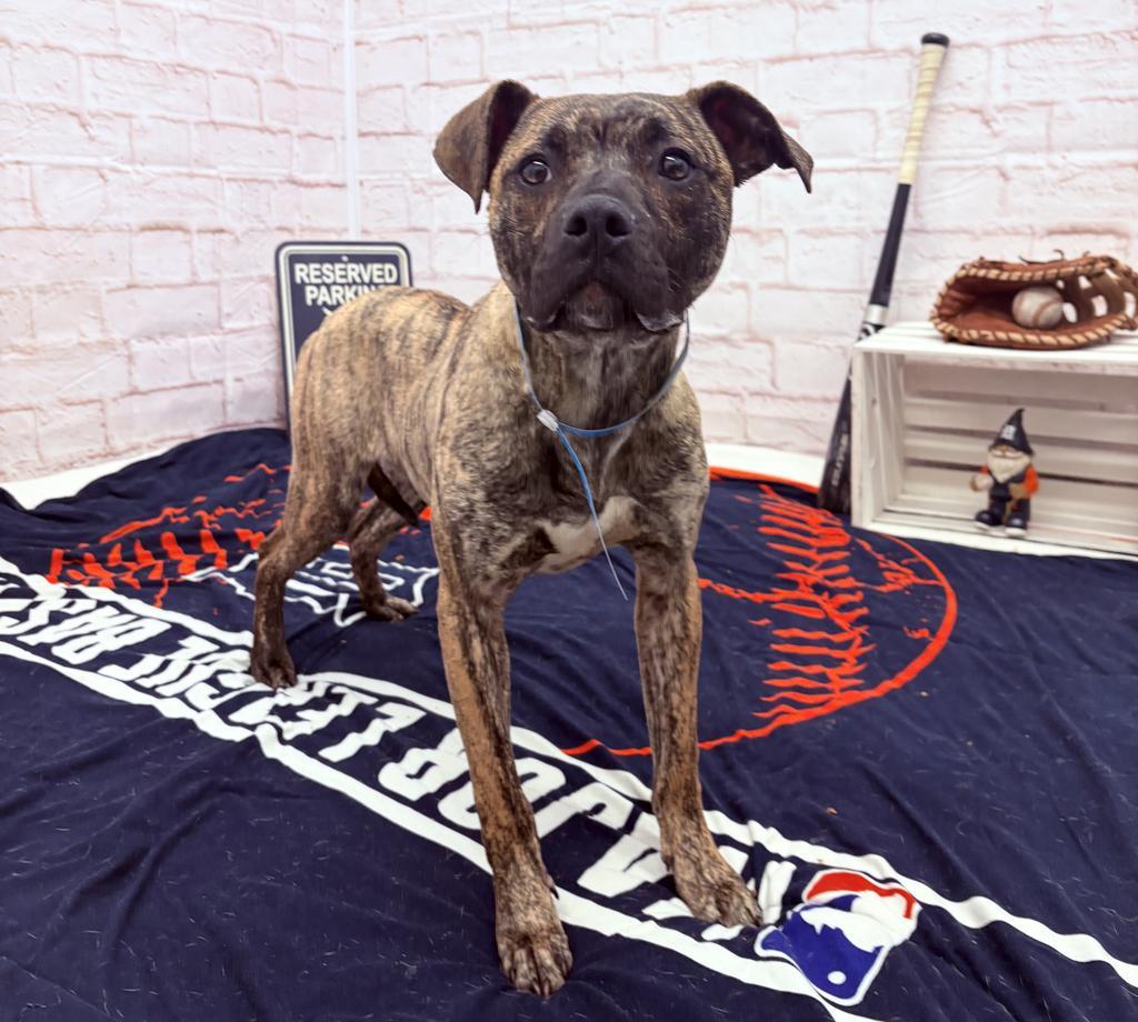 Enlarge Poole, a Adoptable mixed breed in Detroit, MI image 6/6