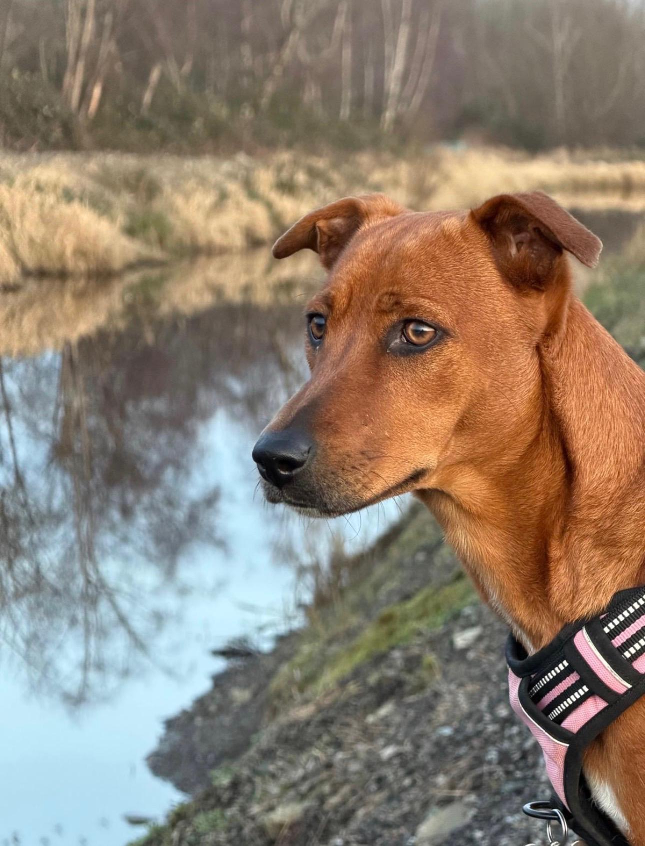 Enlarge Maria, a ADOPTABLE Mixed Breed in North Vancouver, BC image 1/6