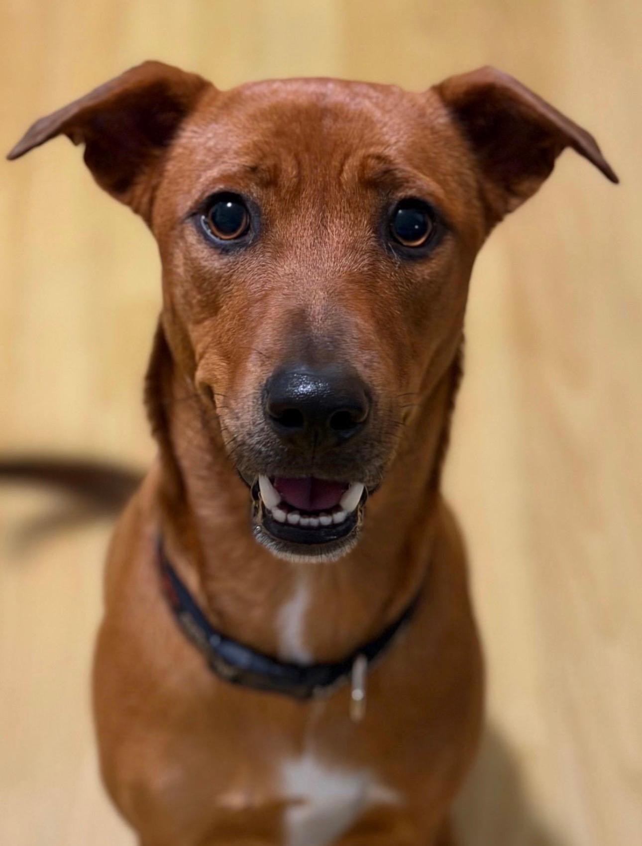 Enlarge Maria, a ADOPTABLE Mixed Breed in North Vancouver, BC image 3/6