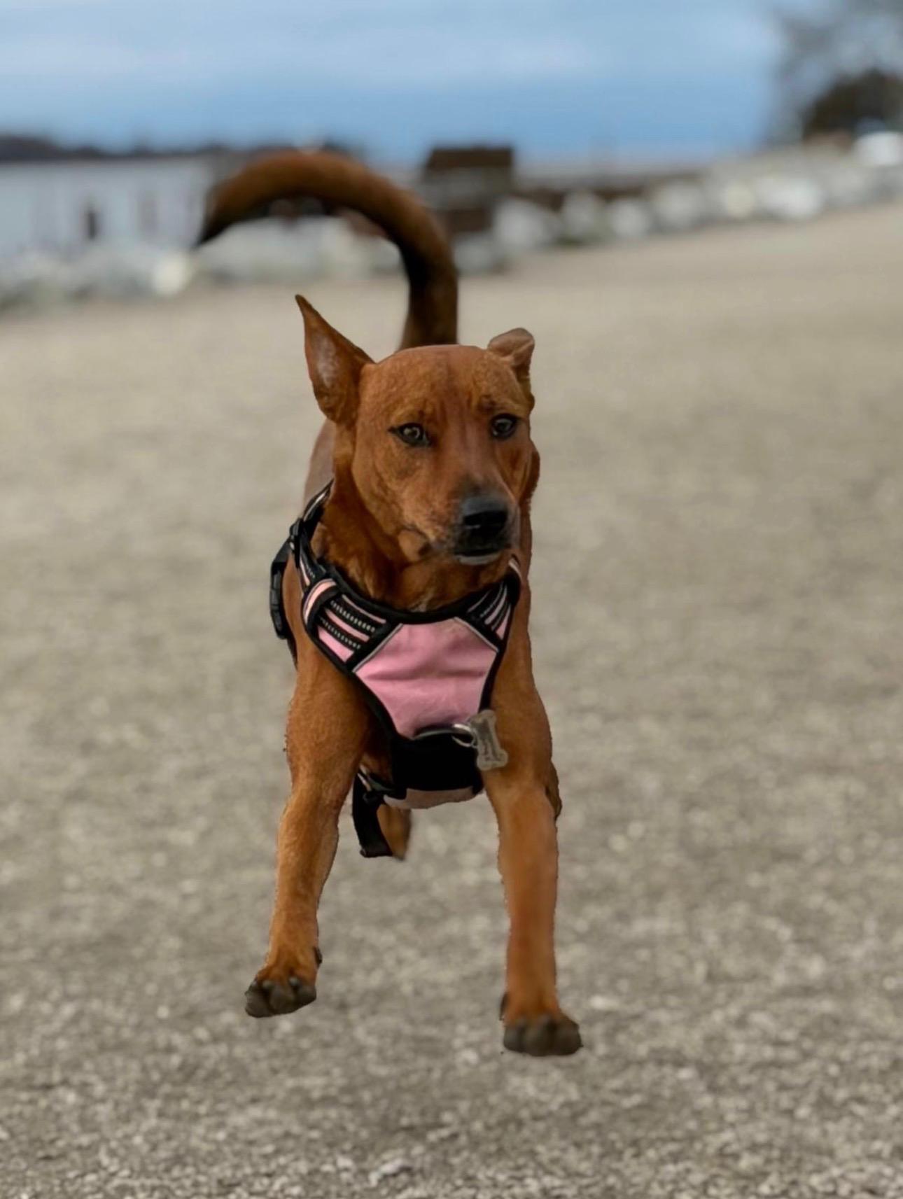 Enlarge Maria, a ADOPTABLE Mixed Breed in North Vancouver, BC image 6/6