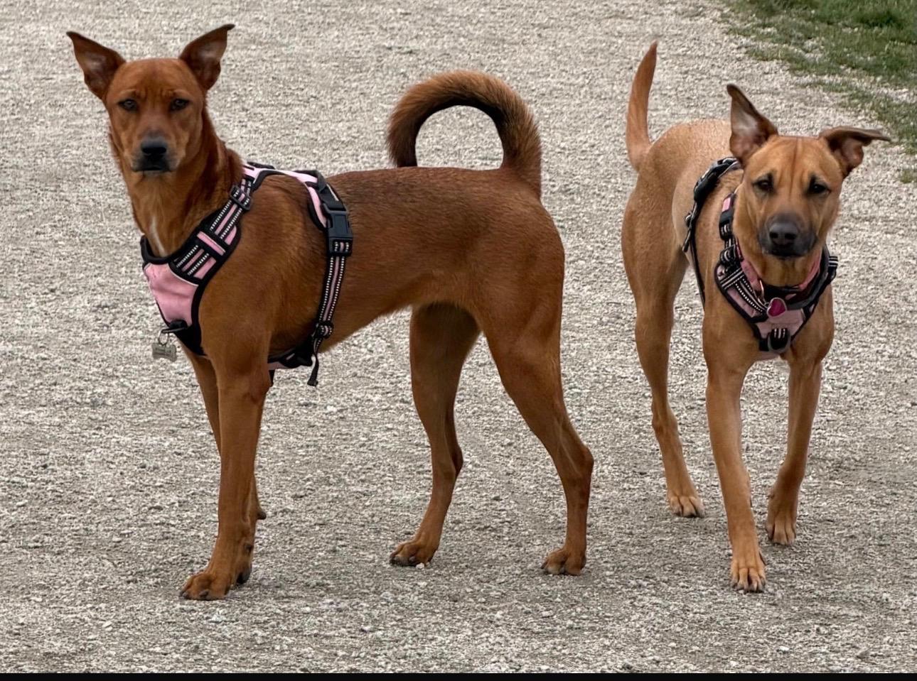 Enlarge Maria, a ADOPTABLE Mixed Breed in North Vancouver, BC image 2/6