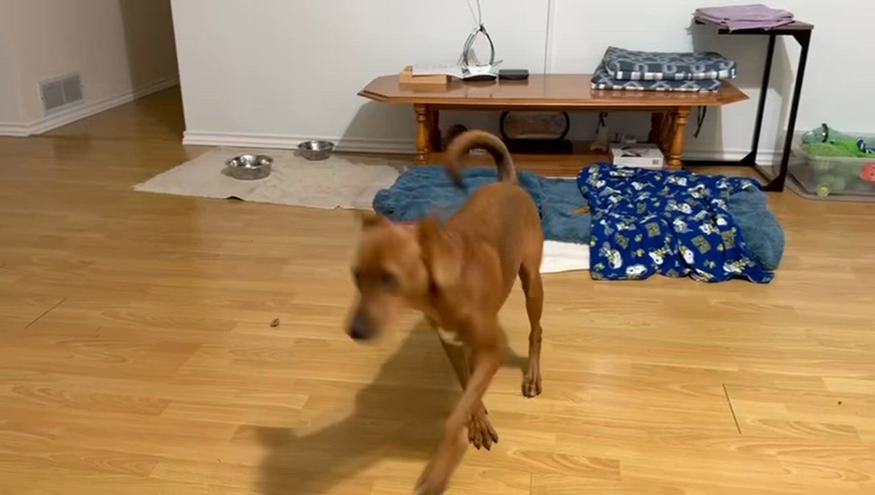 Enlarge Maria, a ADOPTABLE Mixed Breed in North Vancouver, BC video 4/6