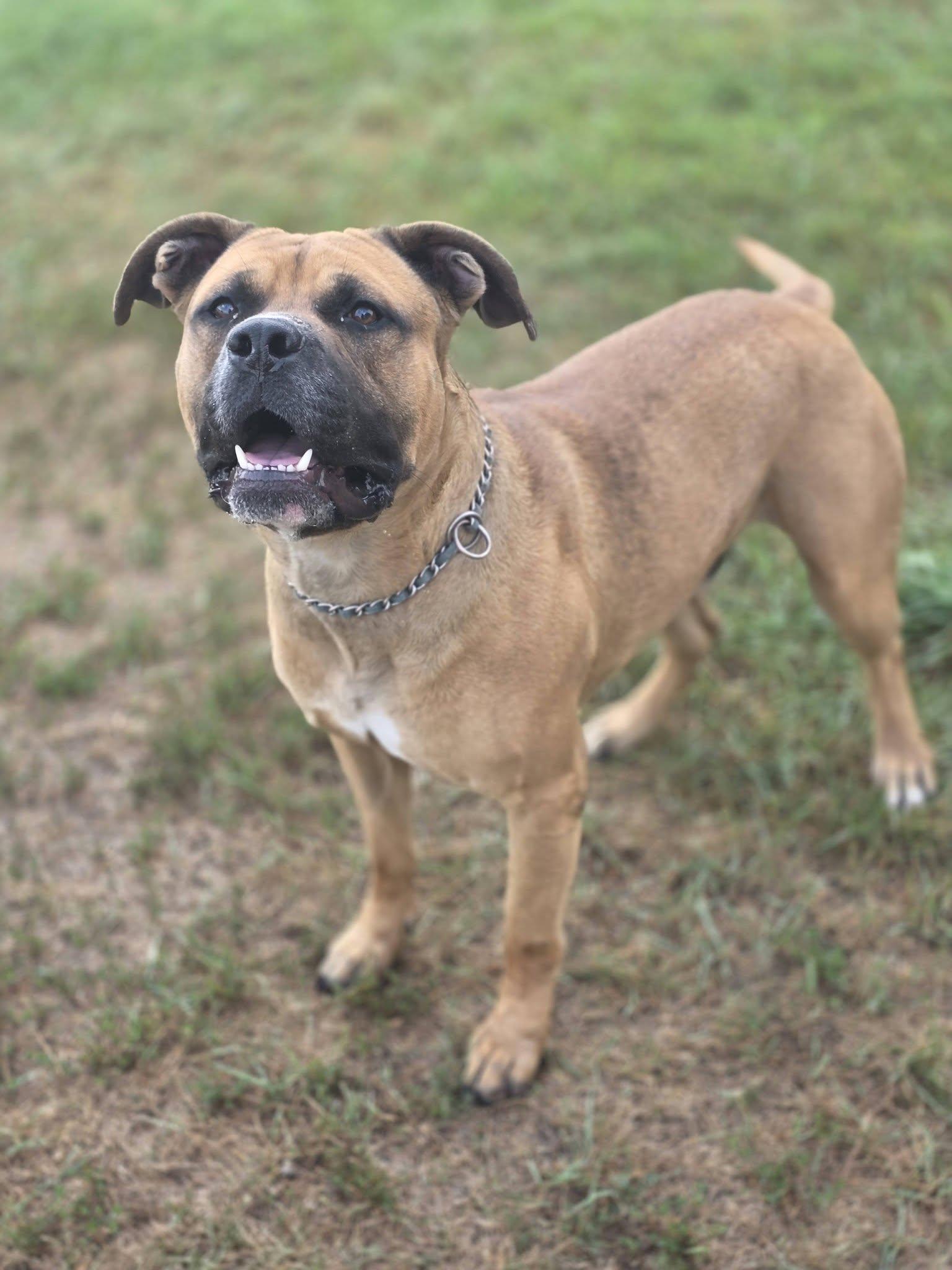 Jackson, ADOPTABLE, Adult Male Staffordshire Bull Terrier.