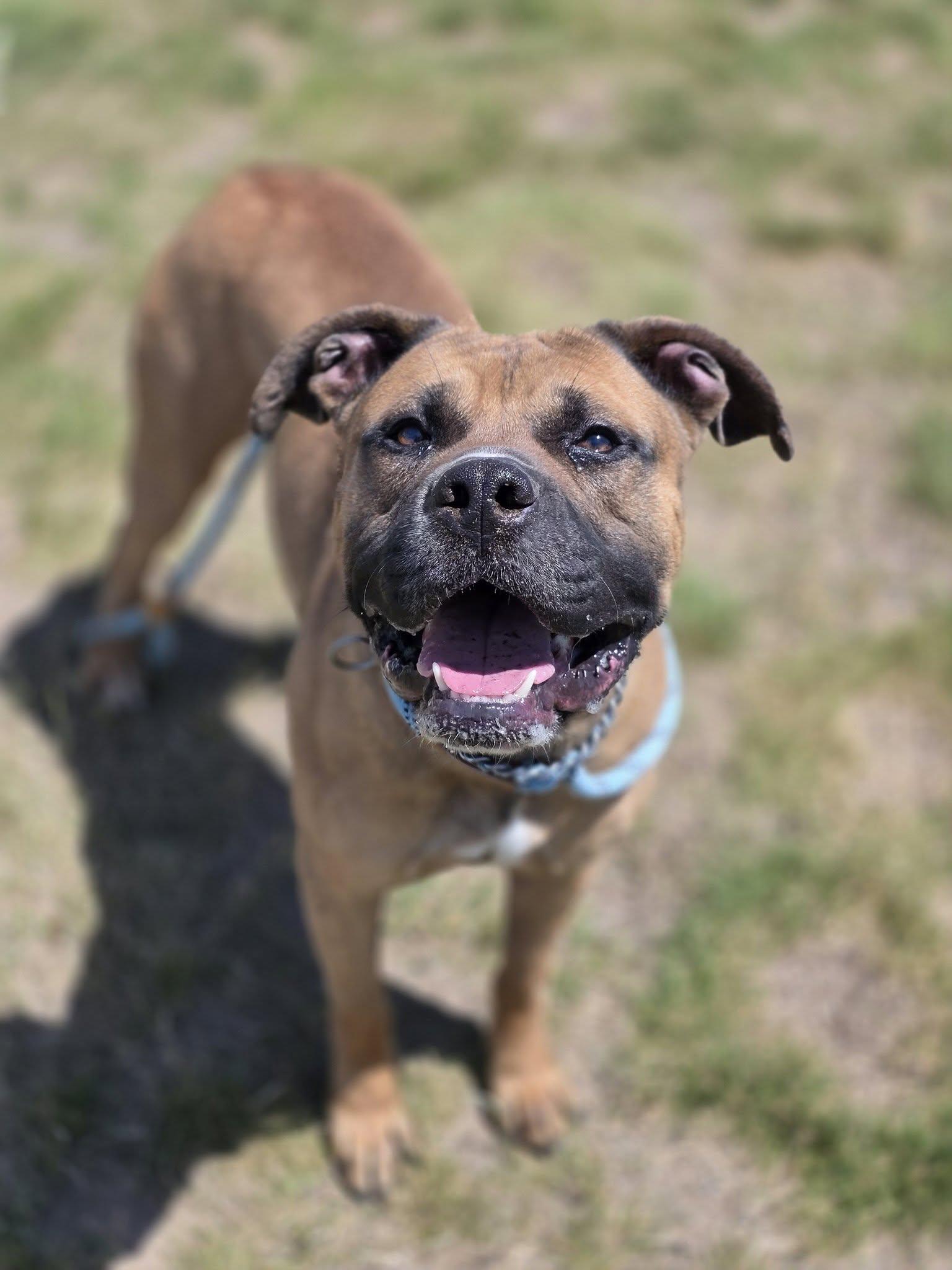 Jackson, ADOPTABLE, Adult Male Staffordshire Bull Terrier.