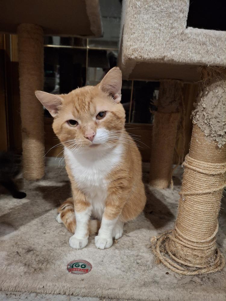Enlarge Meatball Goveia, a Adoptable Domestic Short Hair in Peoria, IL image 1/1