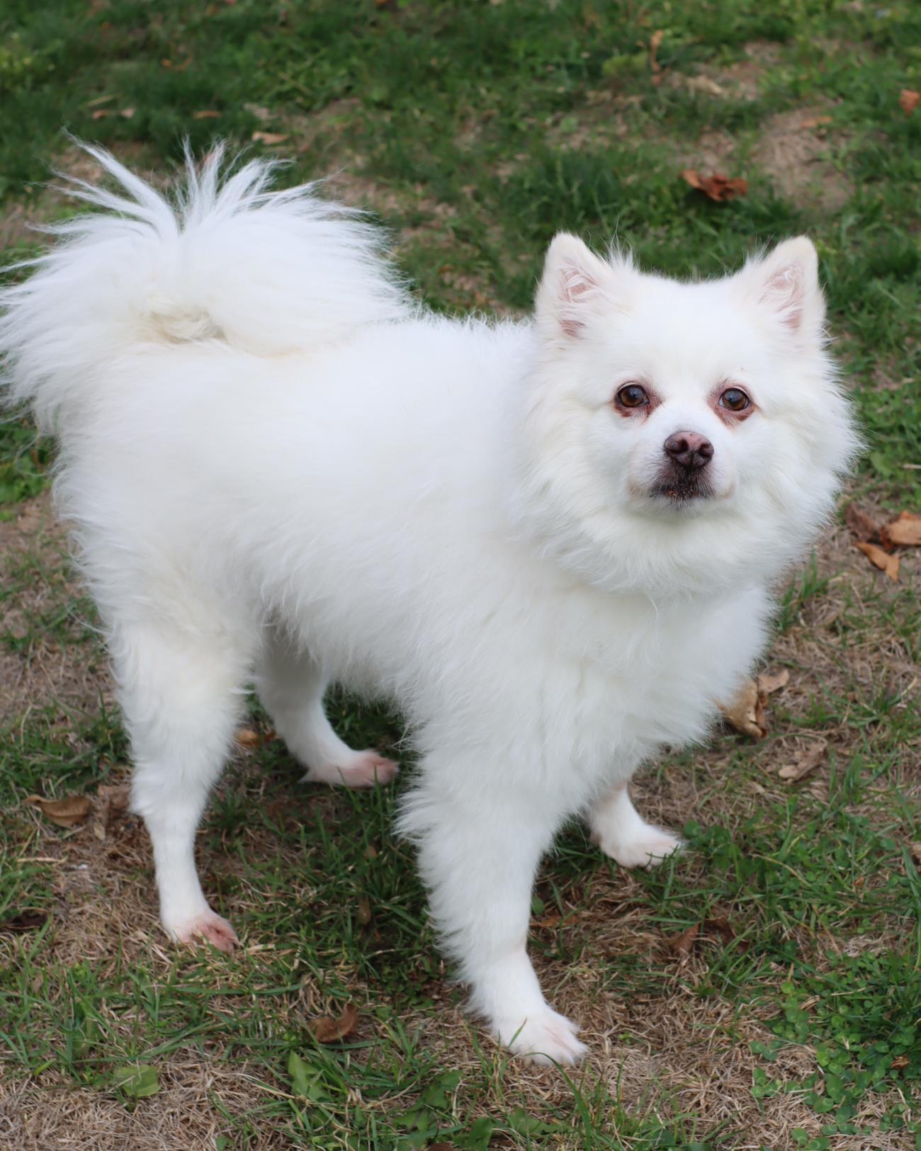Aspen, Adoptable, Senior Male American Eskimo Dog.