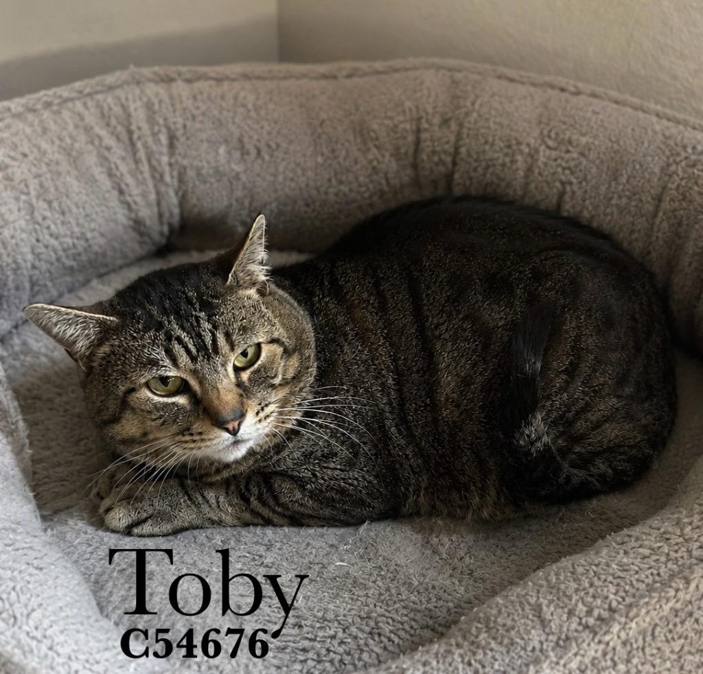 Toby, Adoptable, Adult Male Domestic Short Hair.