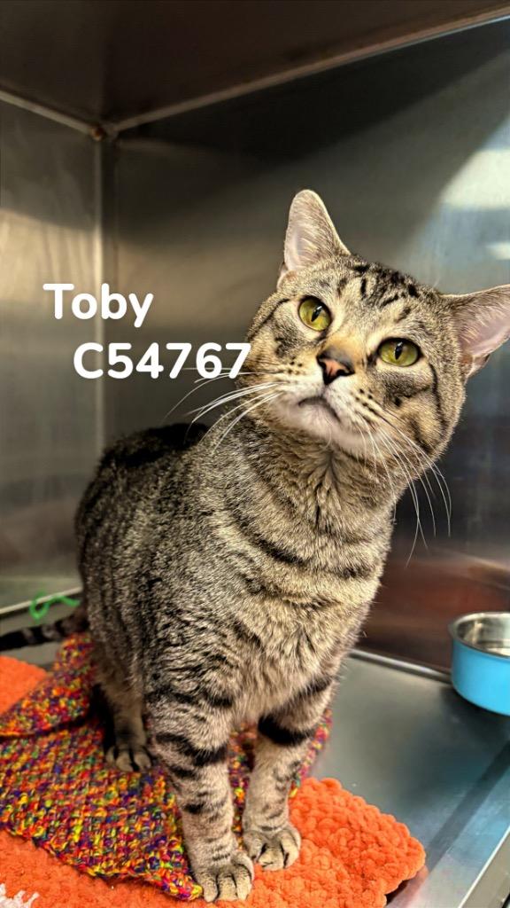 Toby, a Adoptable mixed breed in Clarksville, TN image 2/2