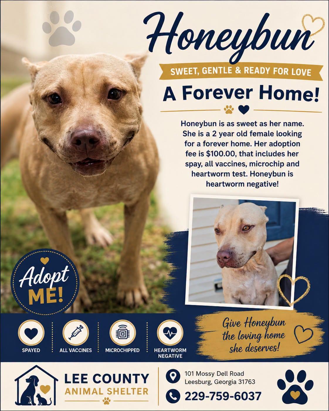 Honeybun, ADOPTABLE, Adult Female Pit Bull Terrier.