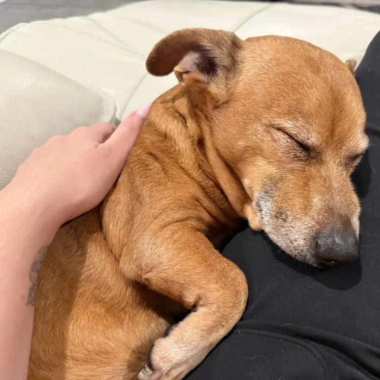 Enlarge Pedro, a Adoptable mixed breed in Port Charlotte, FL image 1/6