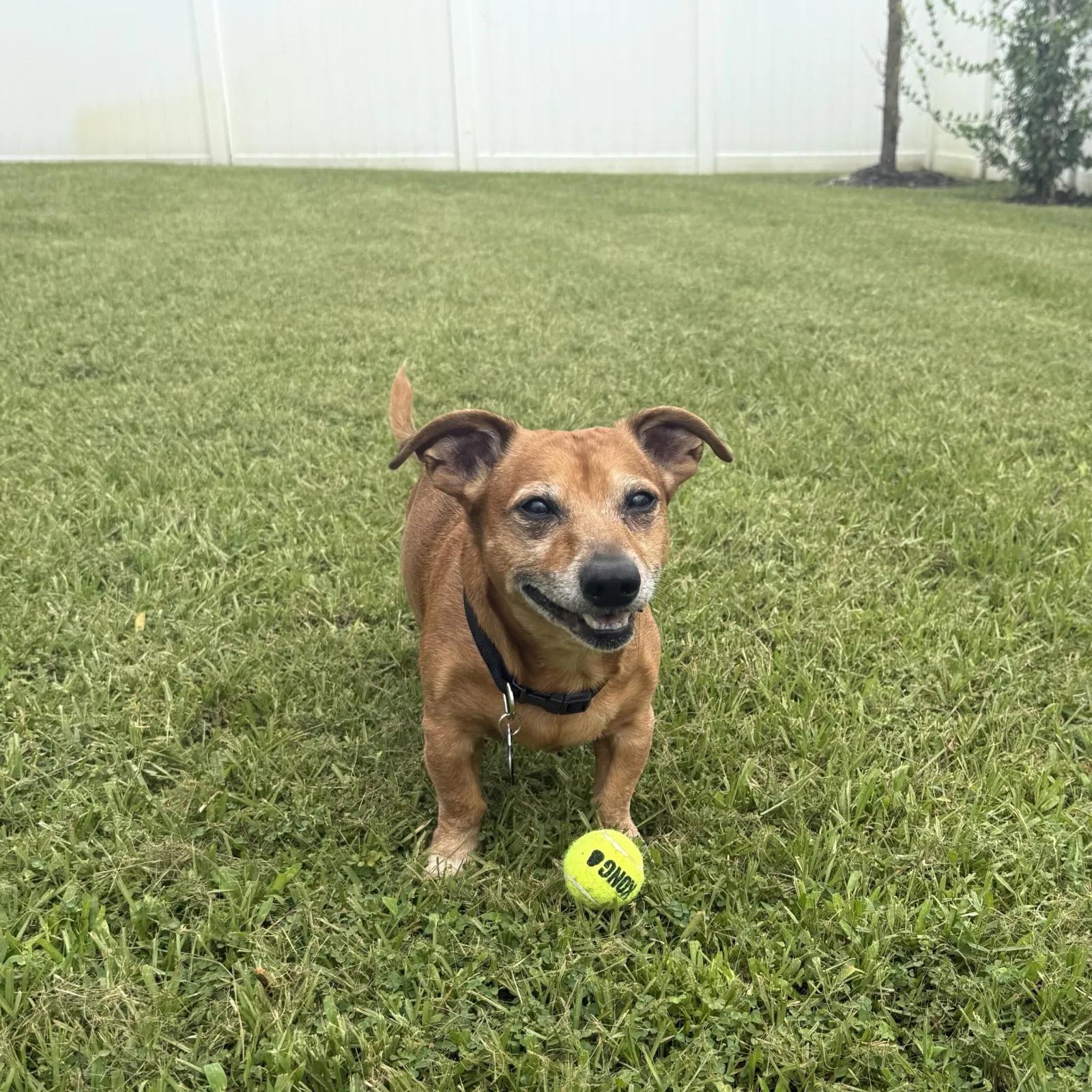 Enlarge Pedro, a Adoptable mixed breed in Port Charlotte, FL image 2/6