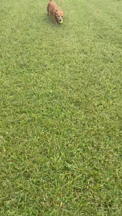 Enlarge Pedro, a Adoptable mixed breed in Port Charlotte, FL video 5/6