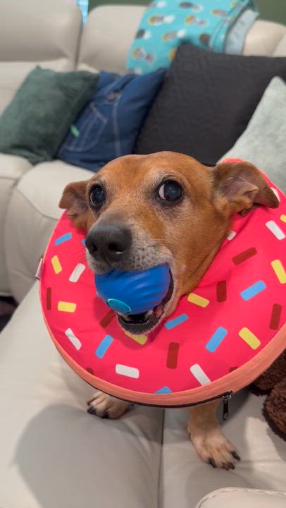 Enlarge Pedro, a Adoptable mixed breed in Port Charlotte, FL video 6/6